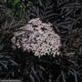 Elderberry – Black Lace – #3 Container